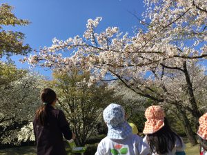 🌸さくら～さくら～🎶🌸