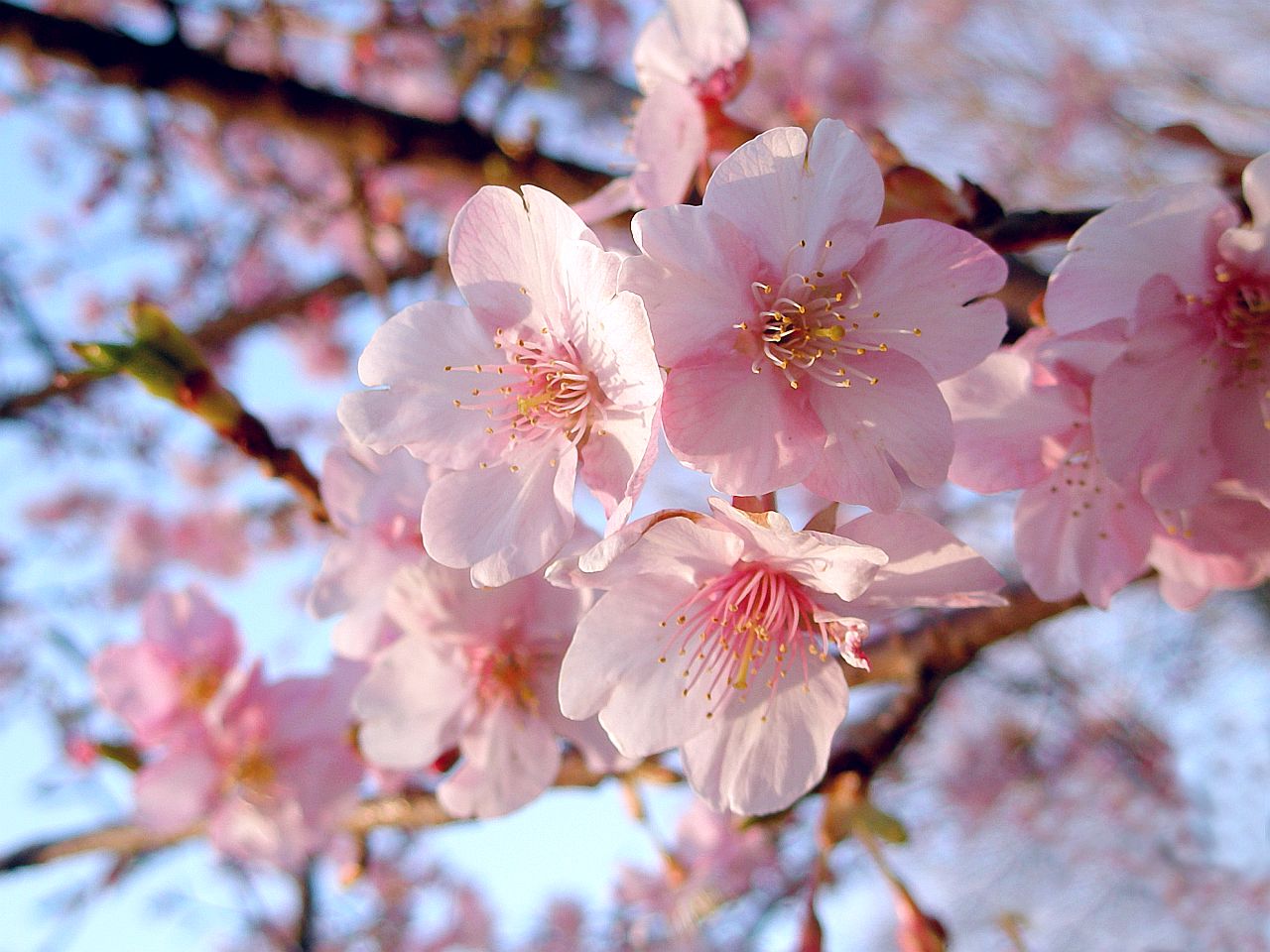 4月1日より おはな ご利用の予約時間が変更になります あいな保育園