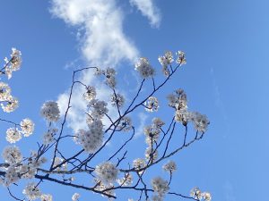 🌸新年度スタート🌸